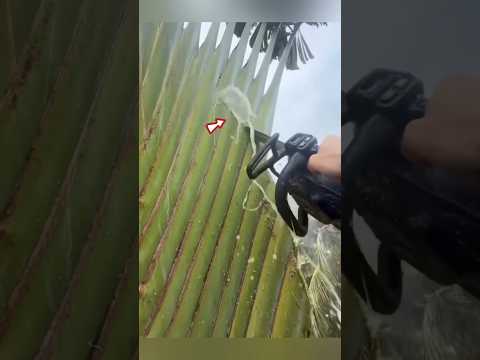 Inside Water In Tree 😱 thumbnail