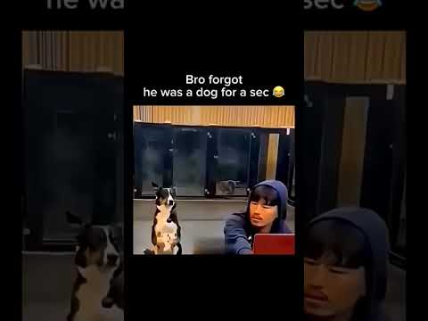 #dog #funny #bro #surprise thumbnail