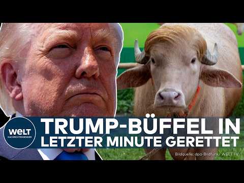 TRUMP-BÜFFEL GERETTET: Albino-Büffel „Donald Trump“ entgeht in letzter Minute dem Schlachter thumbnail
