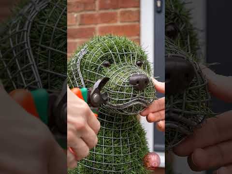 🐶 جرو مرحة تضفي جمالاً على حديقتك thumbnail