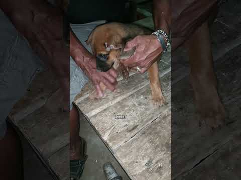 Mama Ara Kaget Papa Usulin Kaki Anjing Yg Sakit Kn Ban Mobil Dipijat. Sehat Y Anjing Kita Jd Teman?❤ thumbnail
