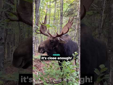 Hiker Stumbles Upon Moose Territory... thumbnail