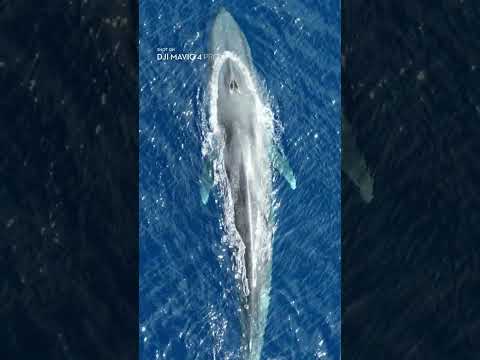 The Whale Didn't Notice. The Drone Saw Everything. | Mavic 4 Pro thumbnail