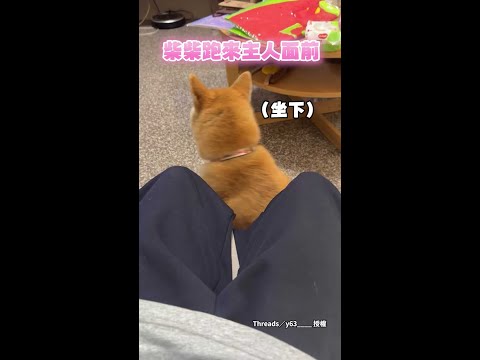 【這招沒失手過】柴柴整坨倒下撒嬌討摸 誰能扛得住❤ #Shorts thumbnail