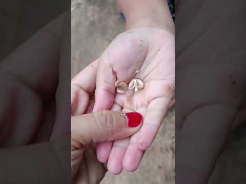 Siapa Yg Tw Jamur Apa? Mama Kaget Ara & Teman Nemuin Jamur Kayu. Jgn Dicabut Smbarang Bs Beracun ?? thumbnail