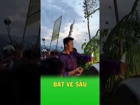 Người dân có chiêu gọi ve sầu cực kỳ hiệu quả thumbnail
