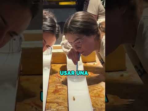 COMIDA GRATIS por EMPUJAR un PEZ solo en AMERICA ?? #shorts #curiosidades #divertido #win #america thumbnail