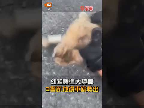 【貓咪救援隊】幼貓鑽進大貨車 3警趴地鑽車底救出 thumbnail