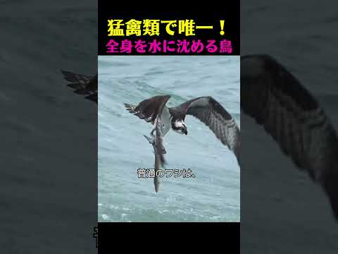 「世界で一番カッコいい鳥は？」と聞かれたら… thumbnail