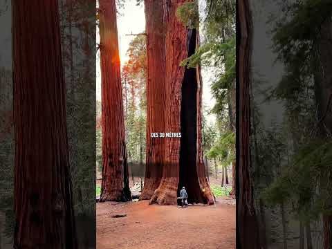 ? Pourquoi les arbres ne grandissent pas à l’infini.. thumbnail