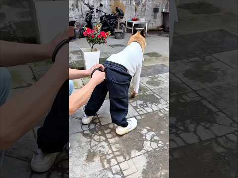 Mengapa Ayah Memotong Celana Anjing Itu??? thumbnail