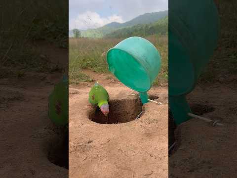 Unique Creative Parrot Trap #shorts thumbnail