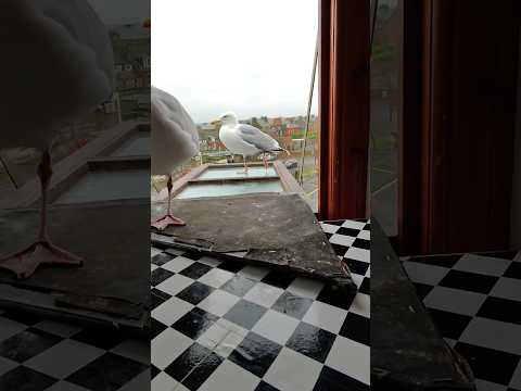My Pet Seagulls Lover Tries To Impress Me... thumbnail