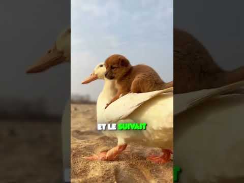 CE CANARD A ADOPTÉ UN CHIOT ! 😱🦆🐶 thumbnail