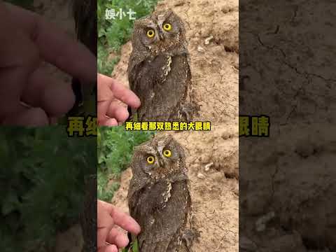 悟空：師傅 新疆到陜西太遠了 所以我長出了翅膀！#悟空 #趙朔 #貓頭鷹 #貓咪 thumbnail