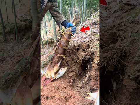 Nông Dân Trung Quốc Bất Ngờ Khi Đào Trúng Măng Tre Non #shorts thumbnail