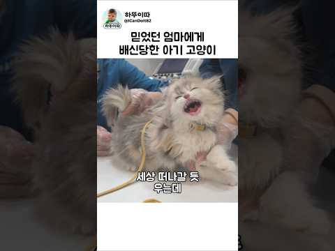 믿었던 엄마마저 #고양이 #cat #cute #고양이일상 thumbnail