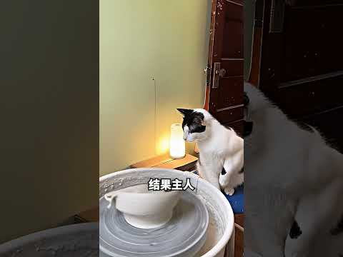 猫咪学做陶，结果按出爆红小爪印 ? thumbnail