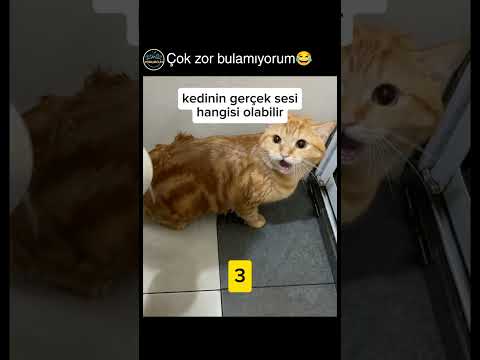 doğrusunu yoruma yaz? thumbnail