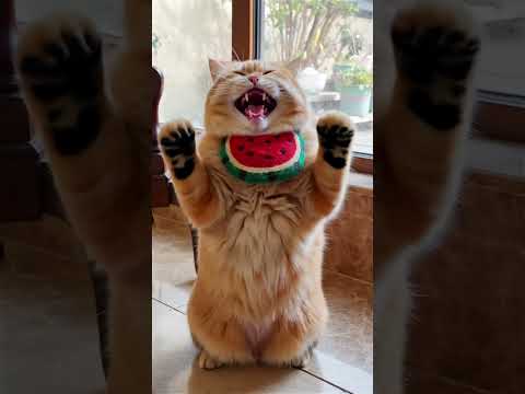 Real-life version of "Tom and Jerry"  #exlittlebeans #funnyvideo #funnycats thumbnail