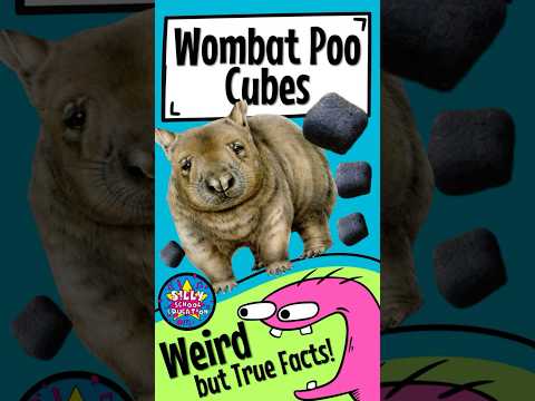 Weird Animal Facts - Wombat Poo! #shorts #animals #facts thumbnail