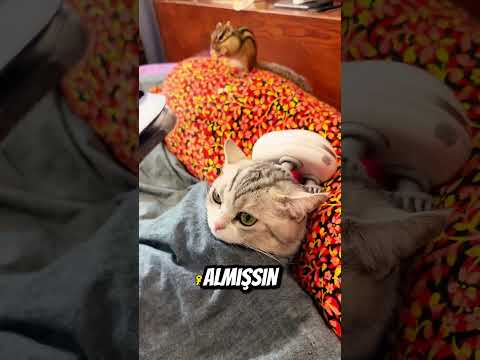 Kedi Dizisini İzliyor 😂🐱 thumbnail