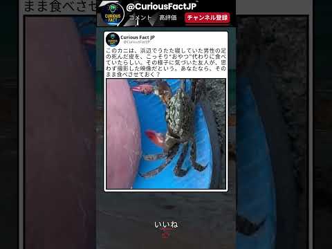 これ気づかず寝てるのすごい ? thumbnail