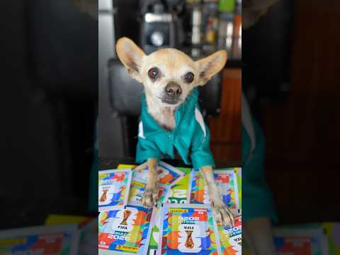Pelitos llenara su álbum ? thumbnail