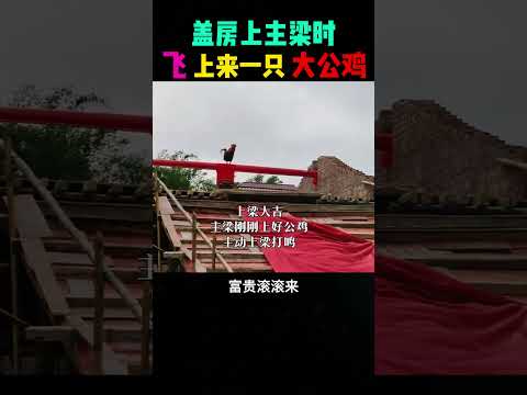 盖房上主梁时，飞上来一只大公鸡 #感人壹幕 #大熱門 #影視解説 #影视聚焦 #funny #搞笑 #精彩影视 #正能量 #automobile #熱門 thumbnail