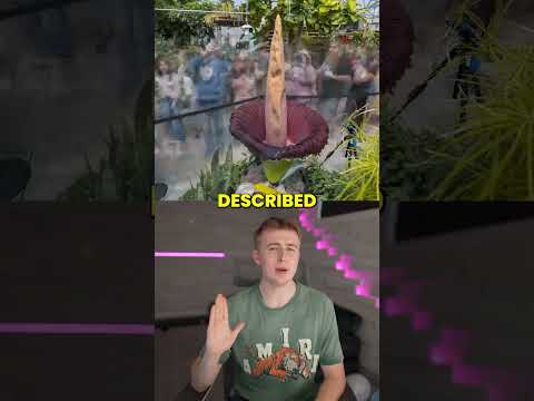 This Rare Flower Smells Like Death and Attracts Thousands! thumbnail