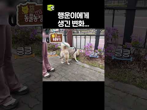8일간의 여정 이후 행운이에게 생긴 변화 #달리 #DALI #TV동물농장 #shorts thumbnail