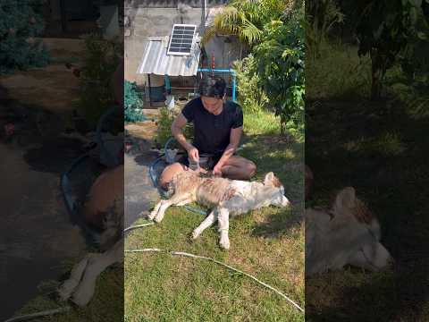 ชอบสกปรกขนาดนี้ จะเกิดมามีขนสีขาวทำไมวะ thumbnail
