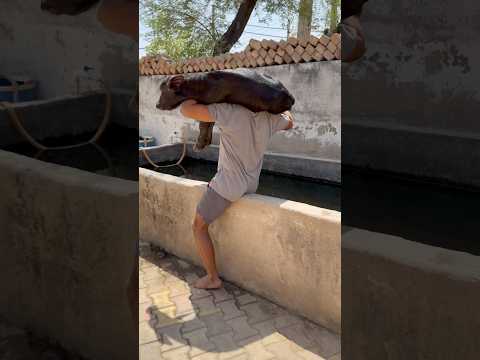 Grme Ka Jugad Animal Lover 🙏#rahuldhandlaniya #babakidyatai #animals #buffalo thumbnail