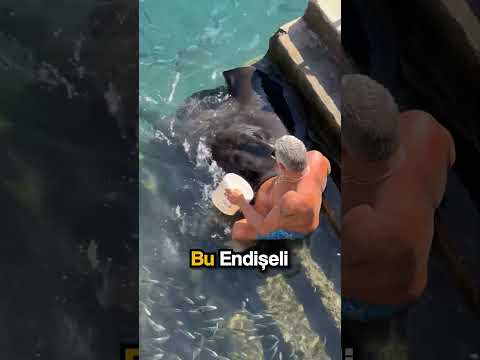 Yaşlı Adam ve Vatoz.. thumbnail