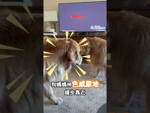 狗媽媽一眼看穿小狗小心思 thumbnail