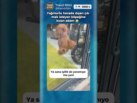 Dışarı Çıkmak İsteyen Köpeğine Kızan Adam 😂😁 thumbnail