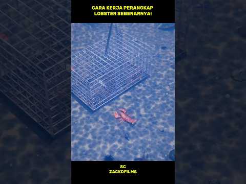 Ternyata Gini Cara Kerja Perangkap Lobster! #shorts thumbnail