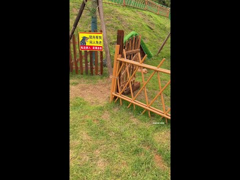 There is a fierce dog inside. No one is allowed to enter. Small puppies, pastoral dogs, puppies, pu thumbnail