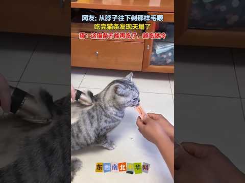 天热给猫剃毛，为了点吃的毛都不要了 thumbnail