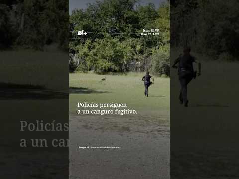 Policías Persiguen a un Canguro que Escapó de Su Hogar en Waco, Texas thumbnail