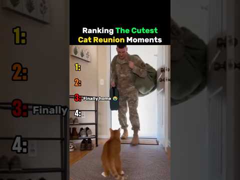Ranking The Cutest Cat Reunion Moments #cat thumbnail