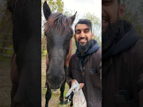 Do Horses Have a Sweet Tooth? thumbnail