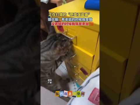 狸花猫翻抽屉找香肠 thumbnail