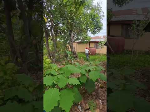 นี่มันพี่ต้อยหมวกแดงหรือเปล่านะ  #funny thumbnail
