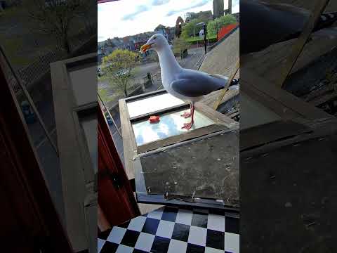 My Pet Seagull Protects His Egg Babies! thumbnail