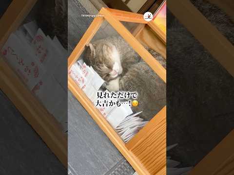 ご利益入ってた…笑｜PECO thumbnail