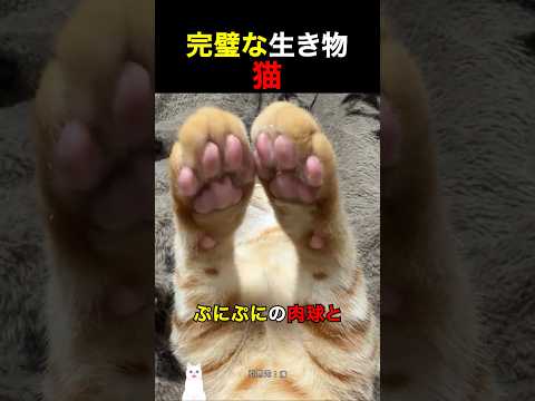 完璧な生き物猫 thumbnail