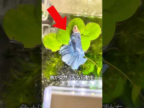 葉っぱの上に魚が登る理由 thumbnail