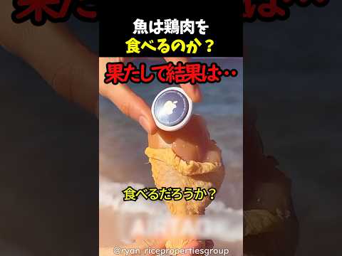 魚は鶏肉を食べるのか？ thumbnail