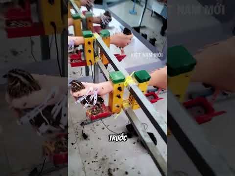Dùng bàn tay giả để huấn luyện chim cút thumbnail